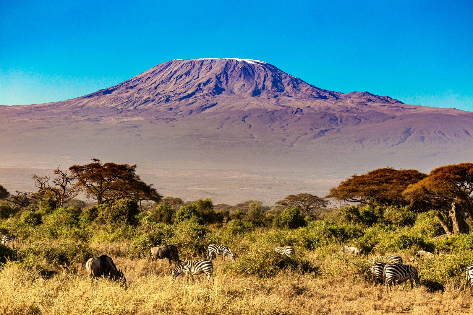 Elephants in Amboseli National Park