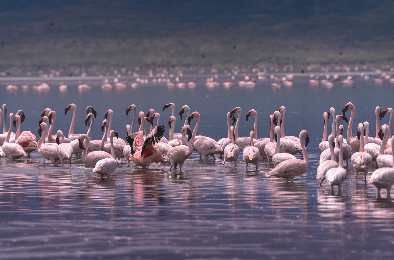 Bush - Nakuru & Bogoria Lakes — photo 1