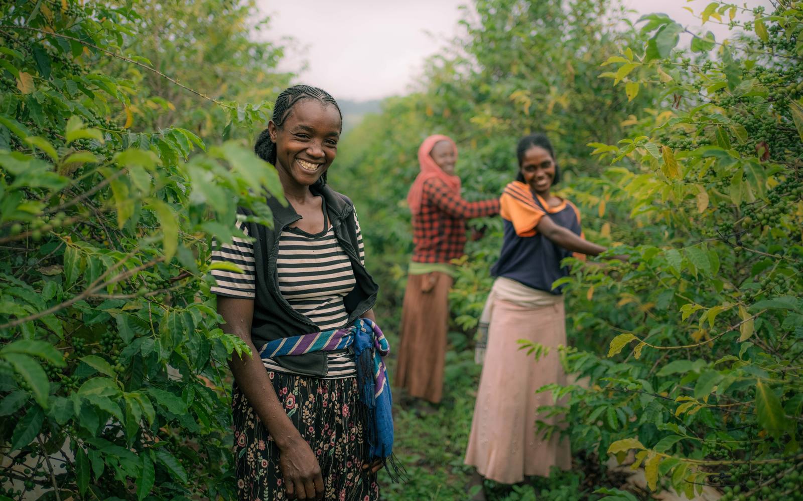 Tea & Coffee Farm Tour, Kiambu & Limuru, near Nairobi