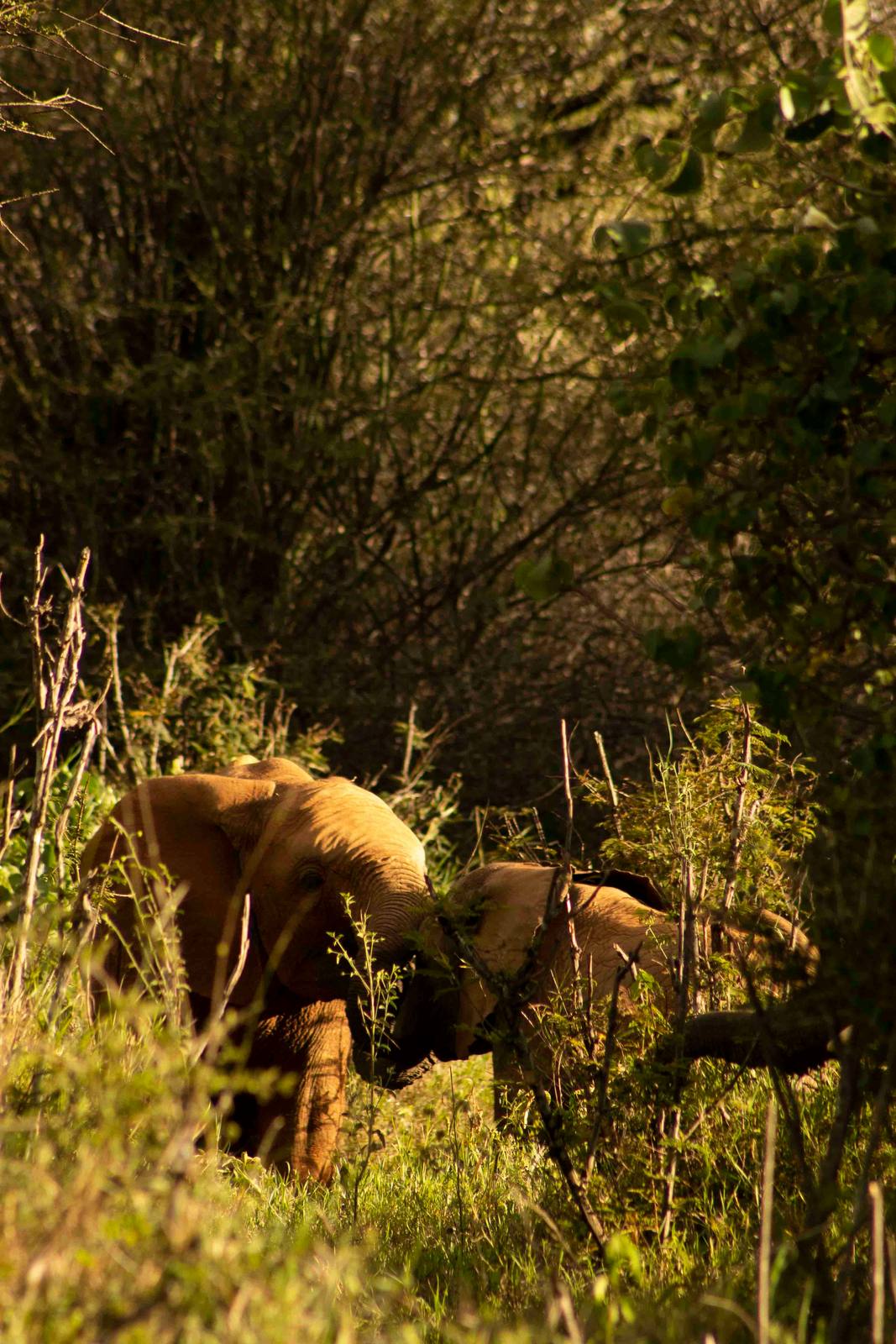 Bush - Laikipia Conservancy — photo 1