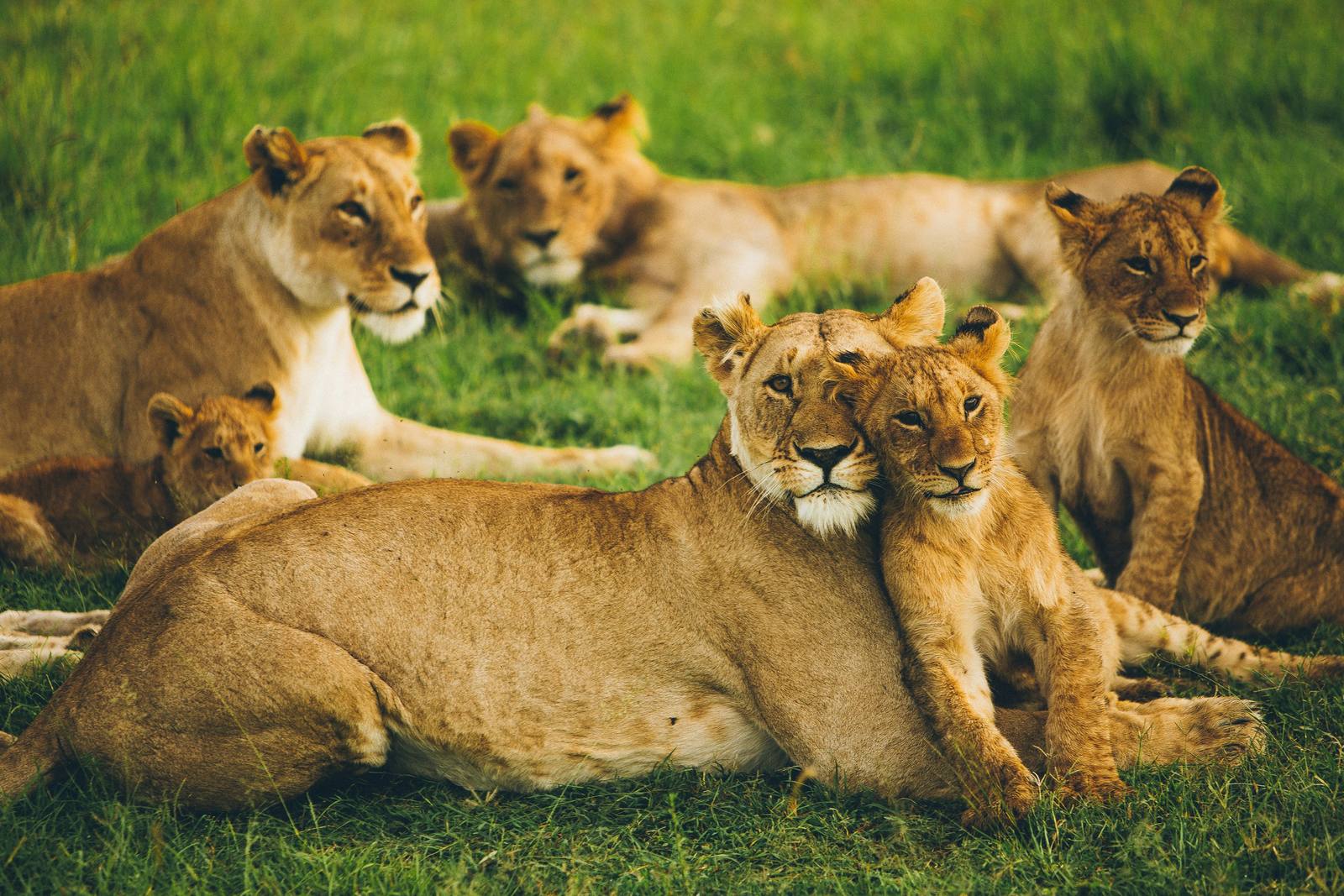 Family Safari: Big Five & Maasai Culture — Lake Nakuru, Maasai Mara