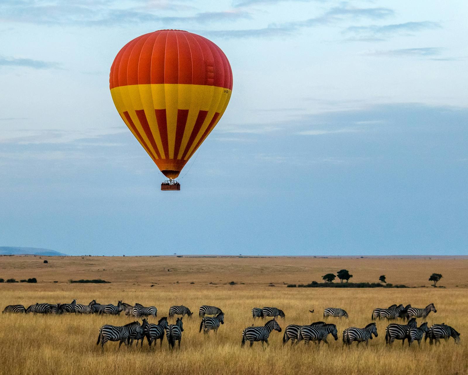 Wildebeest on the Maasai Mara plains