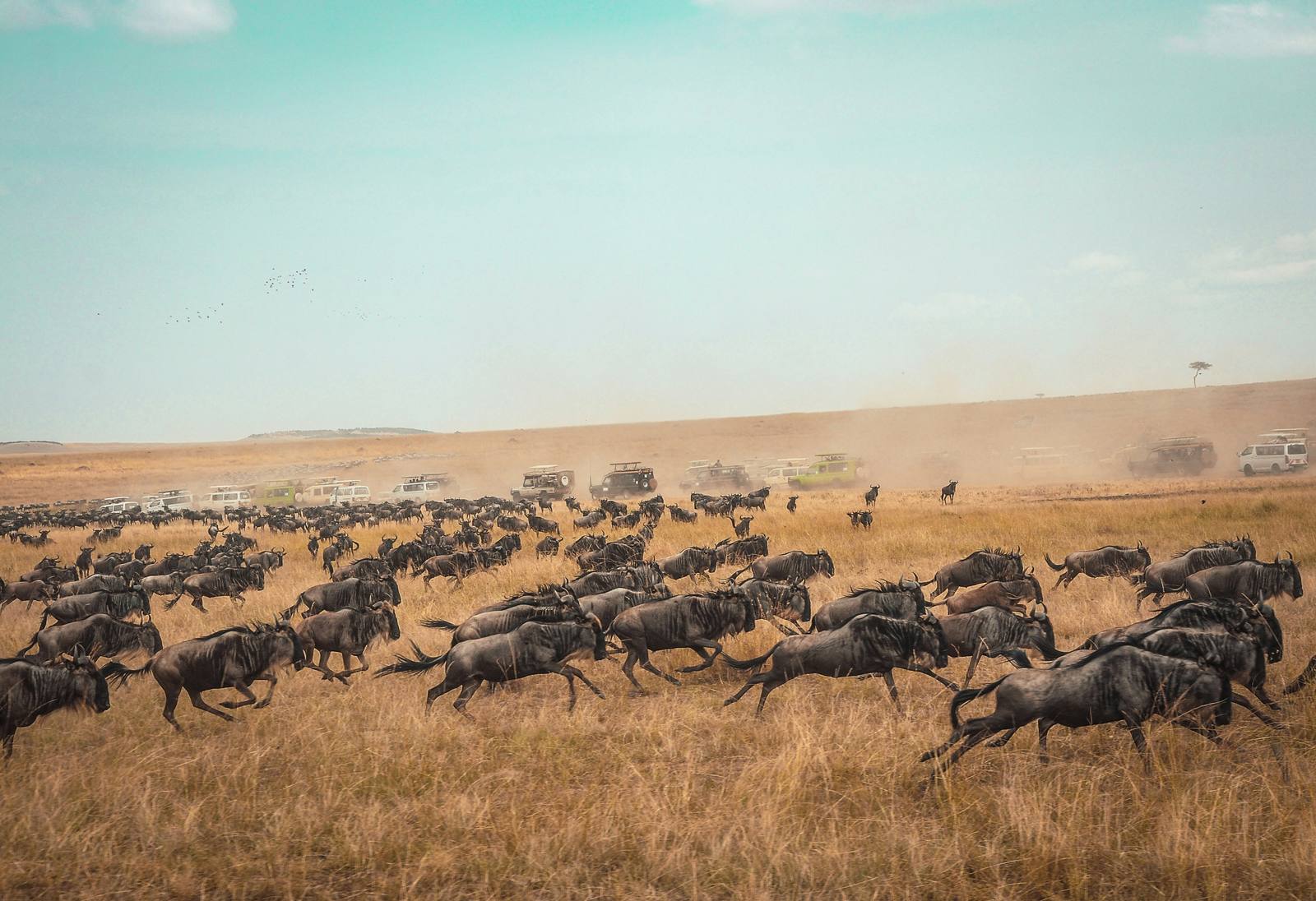 Safari vehicle in the Maasai Mara