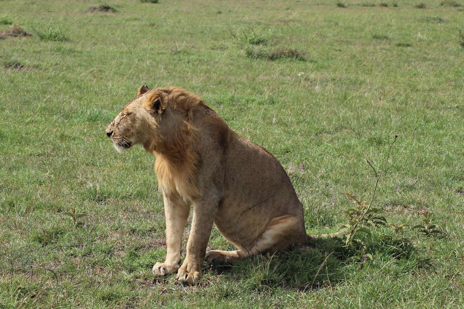 Classic Kenya Safari: Amboseli, Lake Nakuru & Maasai Mara — photo 3
