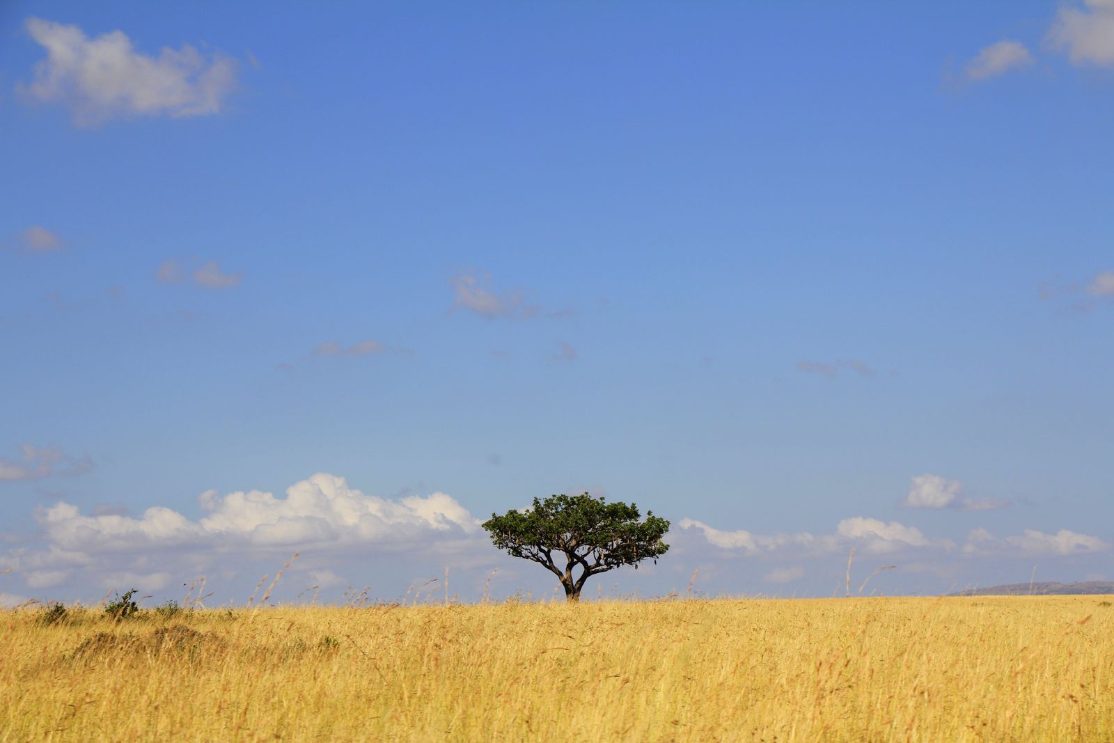 Classic Kenya Safari: Amboseli, Lake Nakuru & Maasai Mara — photo 6