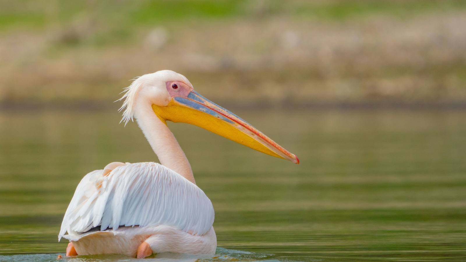 Great white pelican on Lake Naivasha