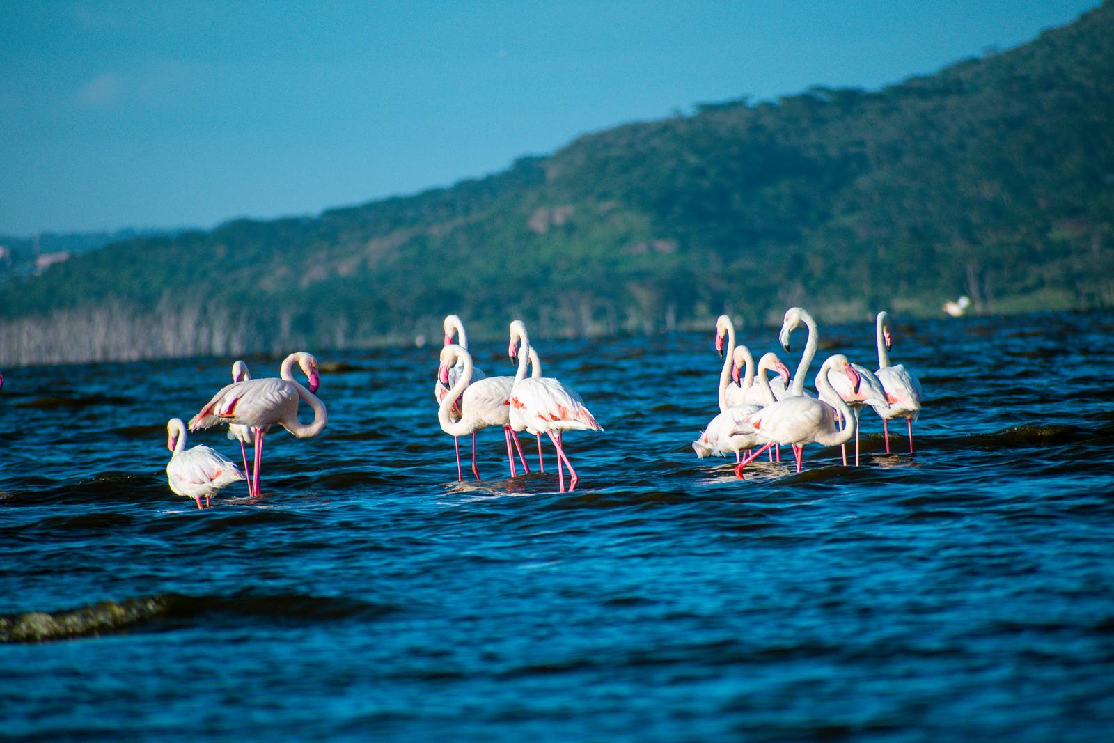 Kenya Coffee & Wildlife Safari Adventure — Lake Nakuru, Maasai Mara