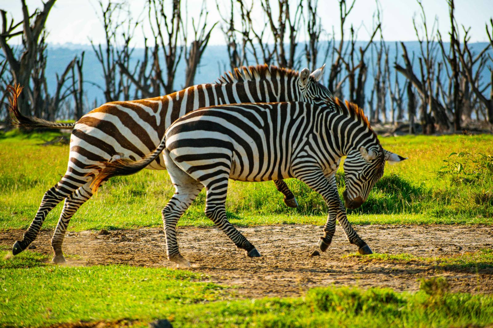 Bush - Nakuru & Bogoria Lakes — photo 2