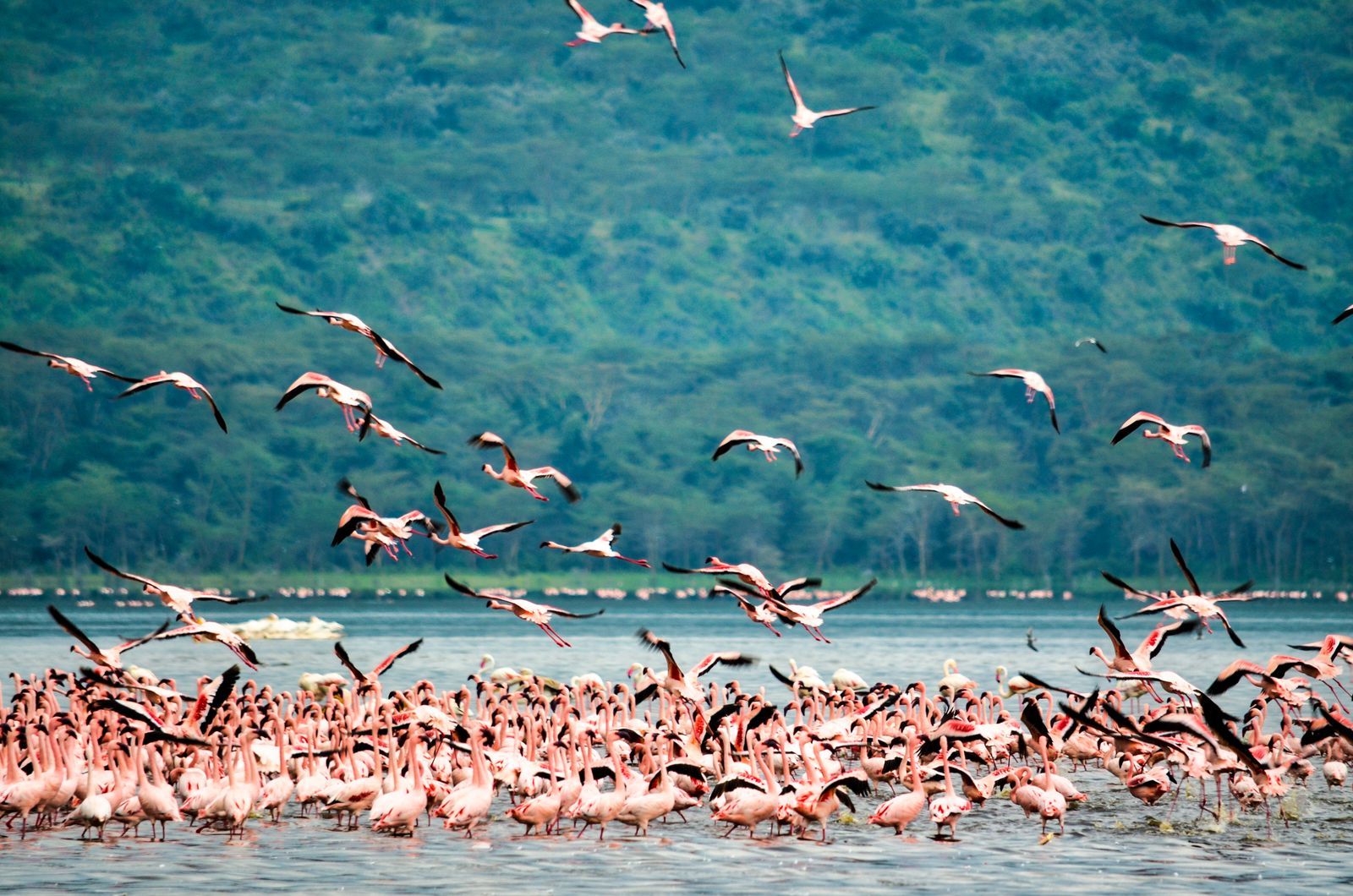 Classic Kenya Safari: Amboseli, Lake Nakuru & Maasai Mara — photo 1