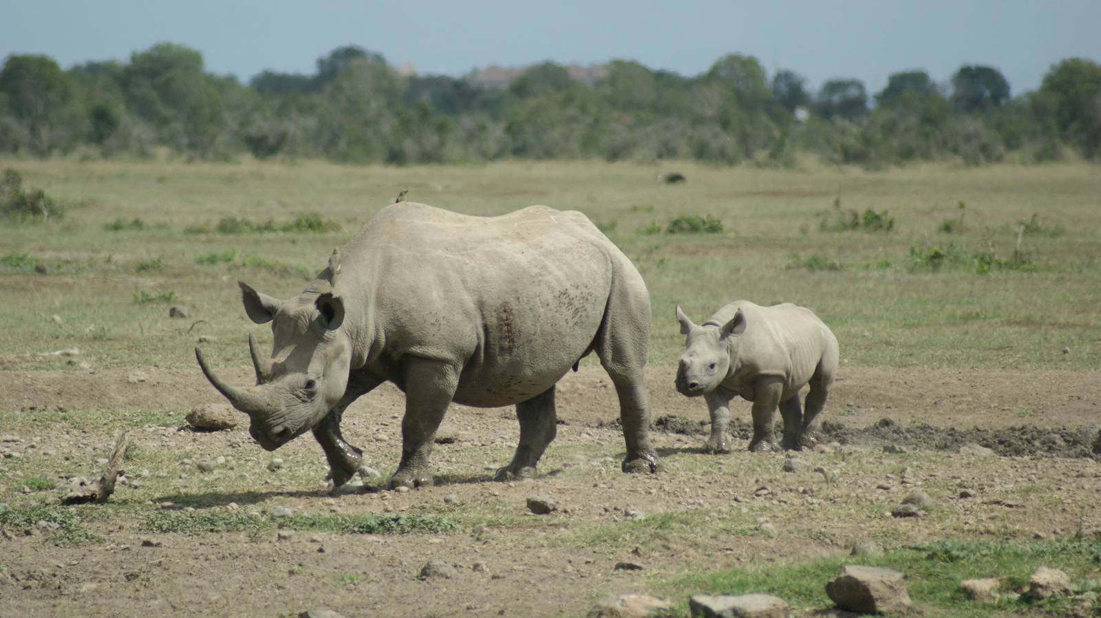 Rhino Tracking, Laikipia conservancies, Kenya