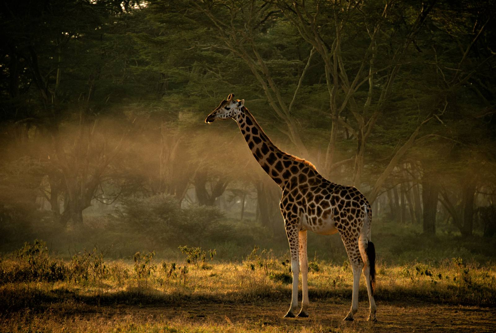 Samburu landscape at sunset