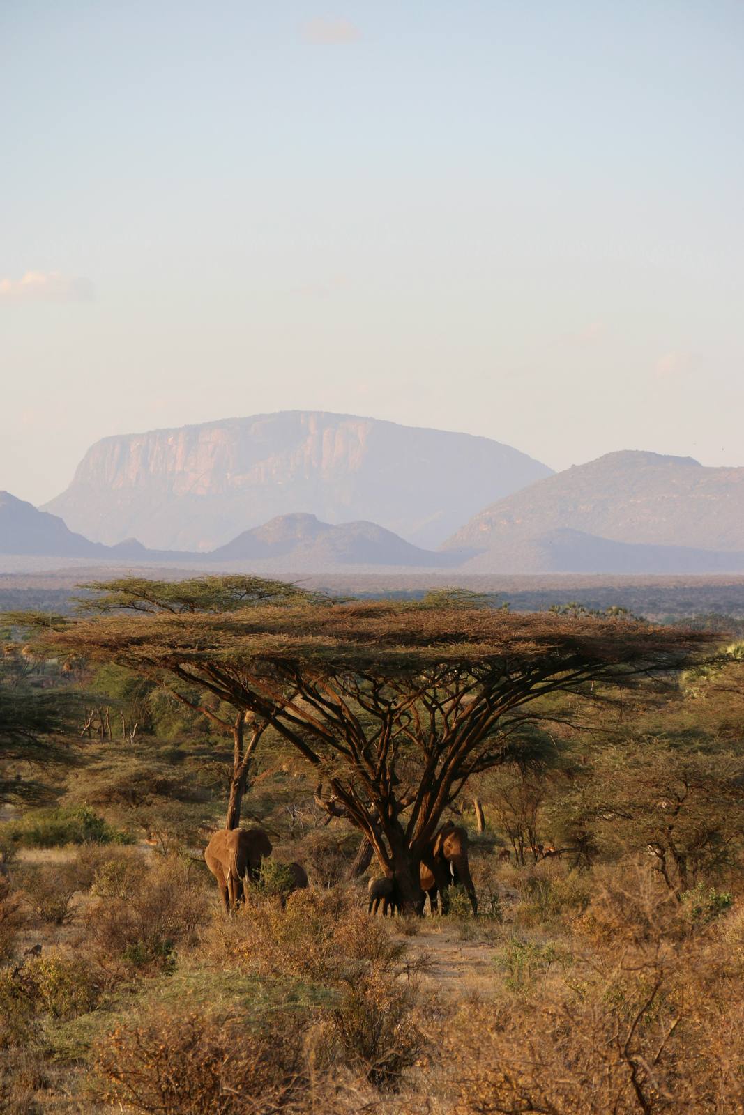 Bush - Samburu Special Five — photo 1