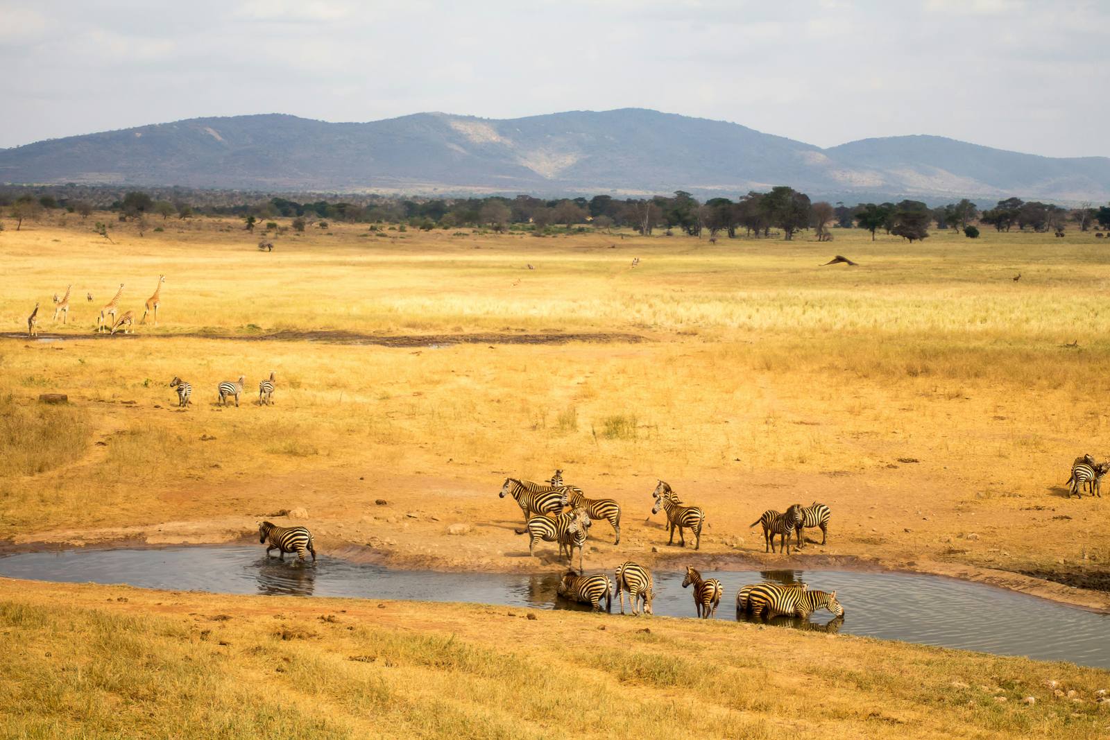 Red Elephant Wilderness: Amboseli & Tsavo West Safari — photo 2