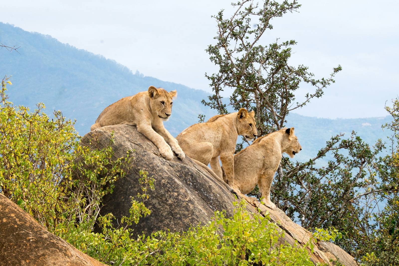 Red Elephant Wilderness: Amboseli & Tsavo West Safari — photo 3