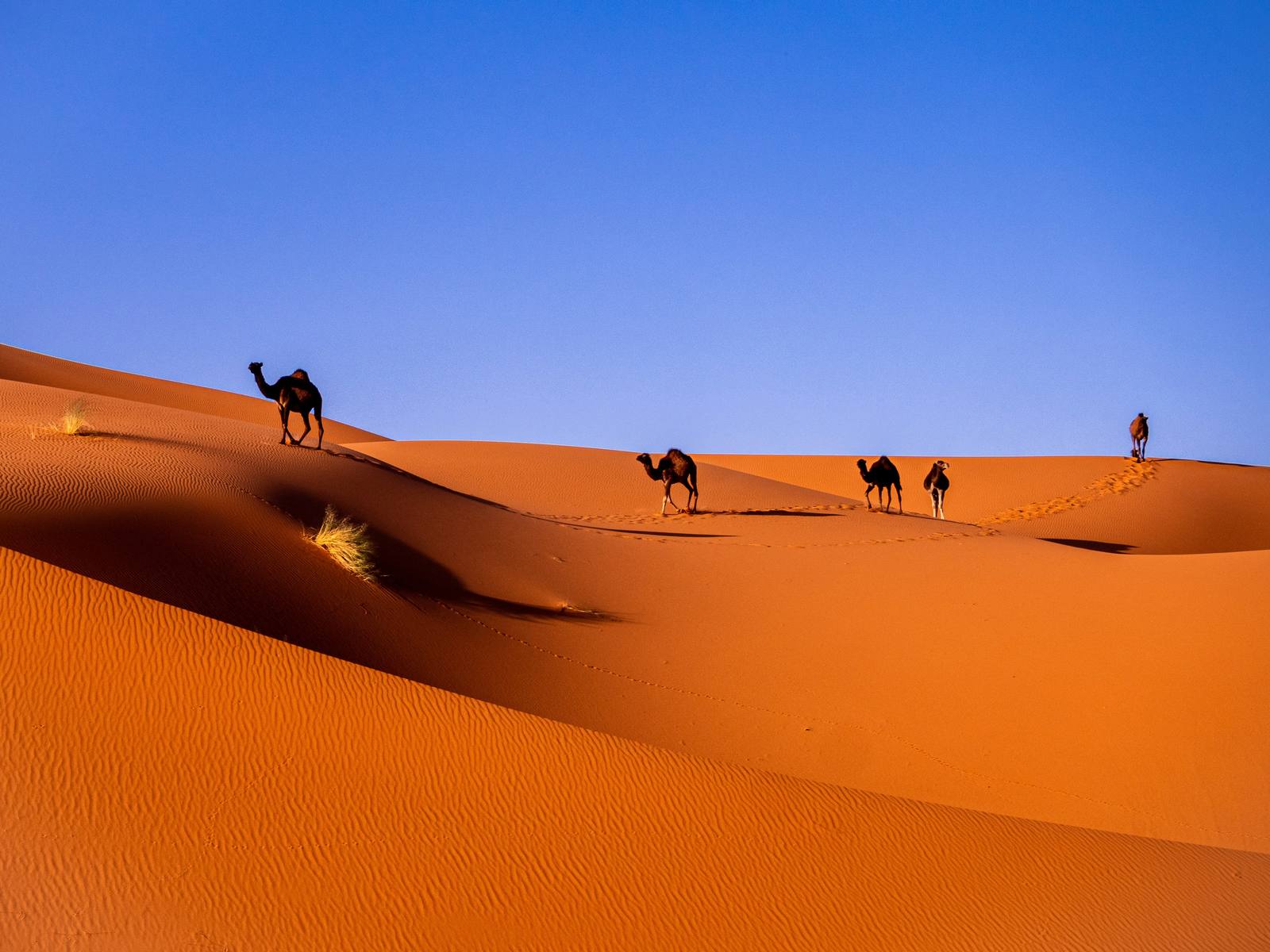 Morocco Imperial Cities — photo 3