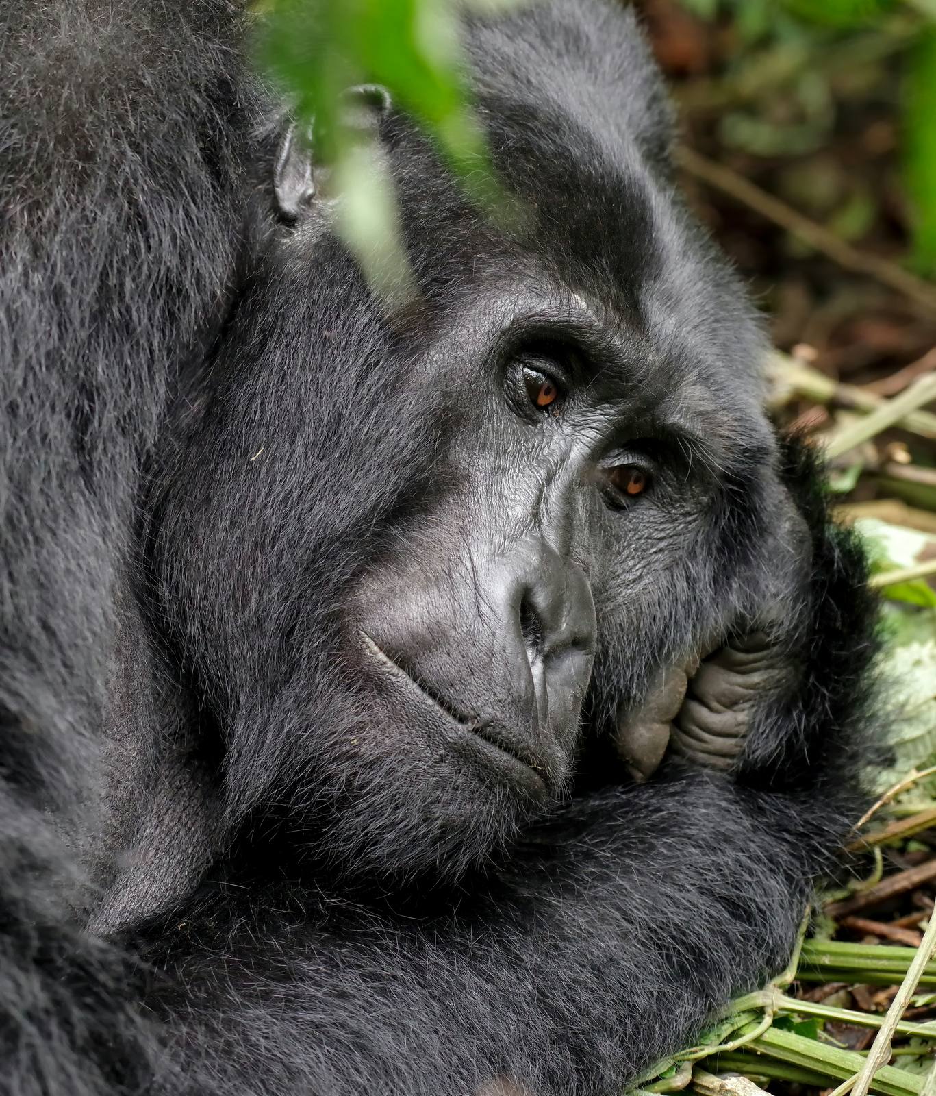 Rwanda Gorillas Direct — photo 1