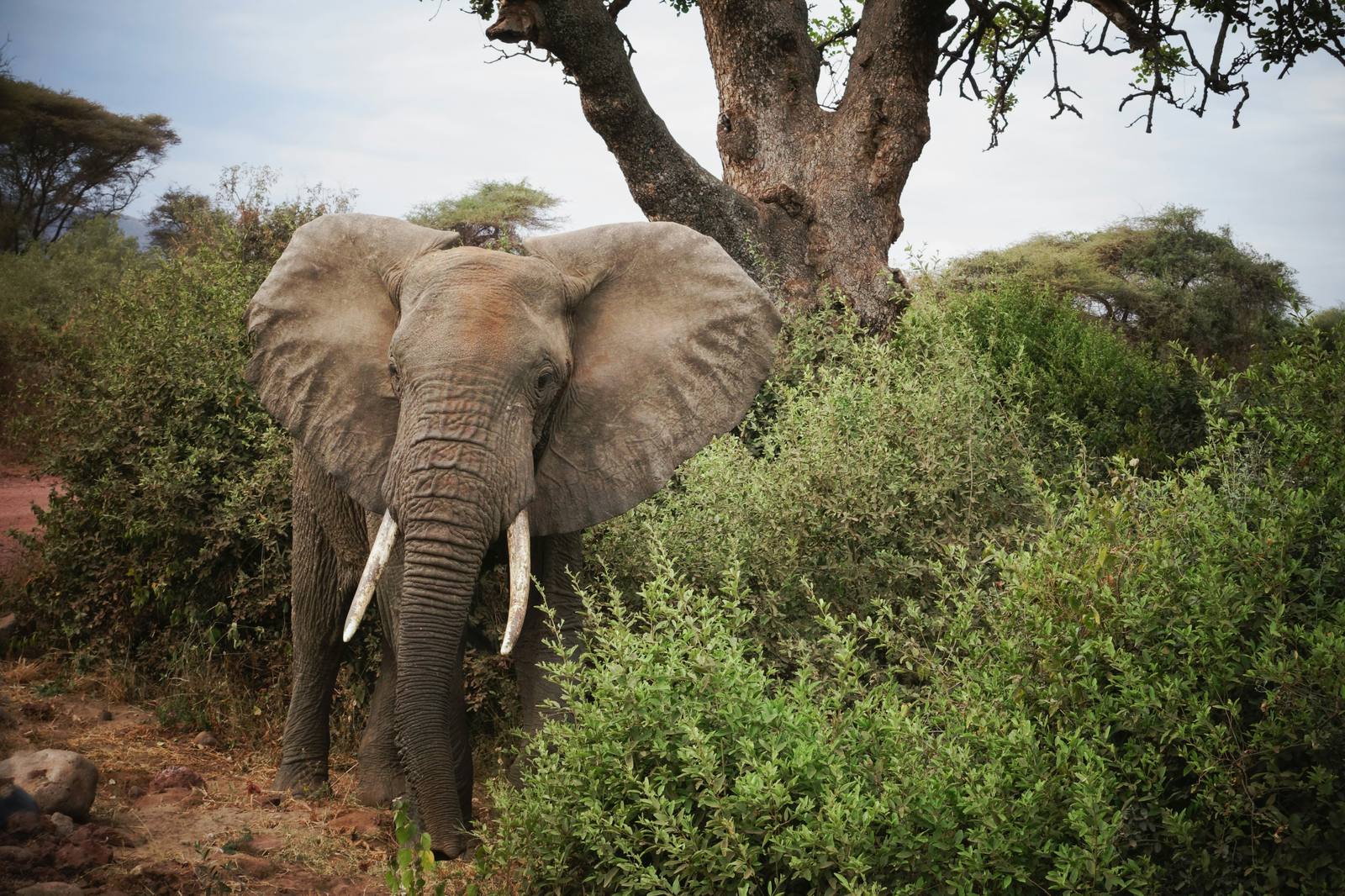 Across the Savannah: Kenya & Tanzania Safari — Nairobi, Amboseli, Tarangire, Serengeti, Ngorongoro