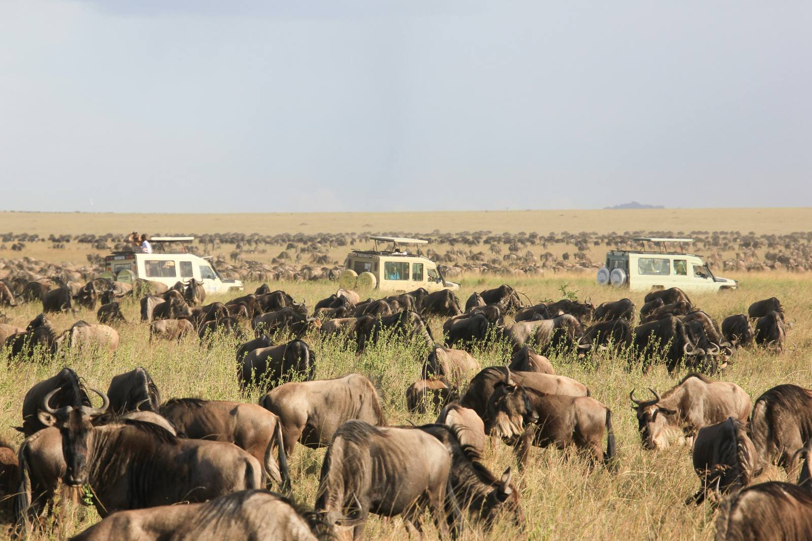 Kenya-Tanzania Safari Circuit — Maasai Mara, Serengeti, Ngorongoro