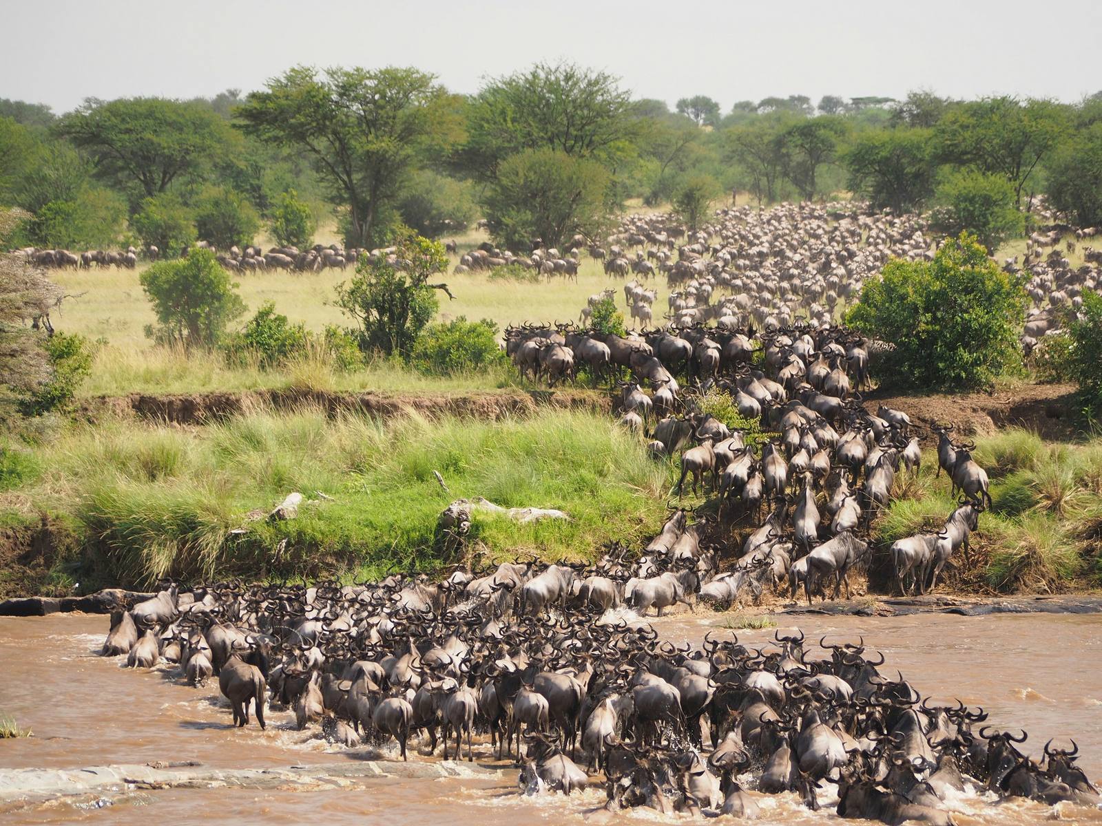 Serengeti plains at dawn