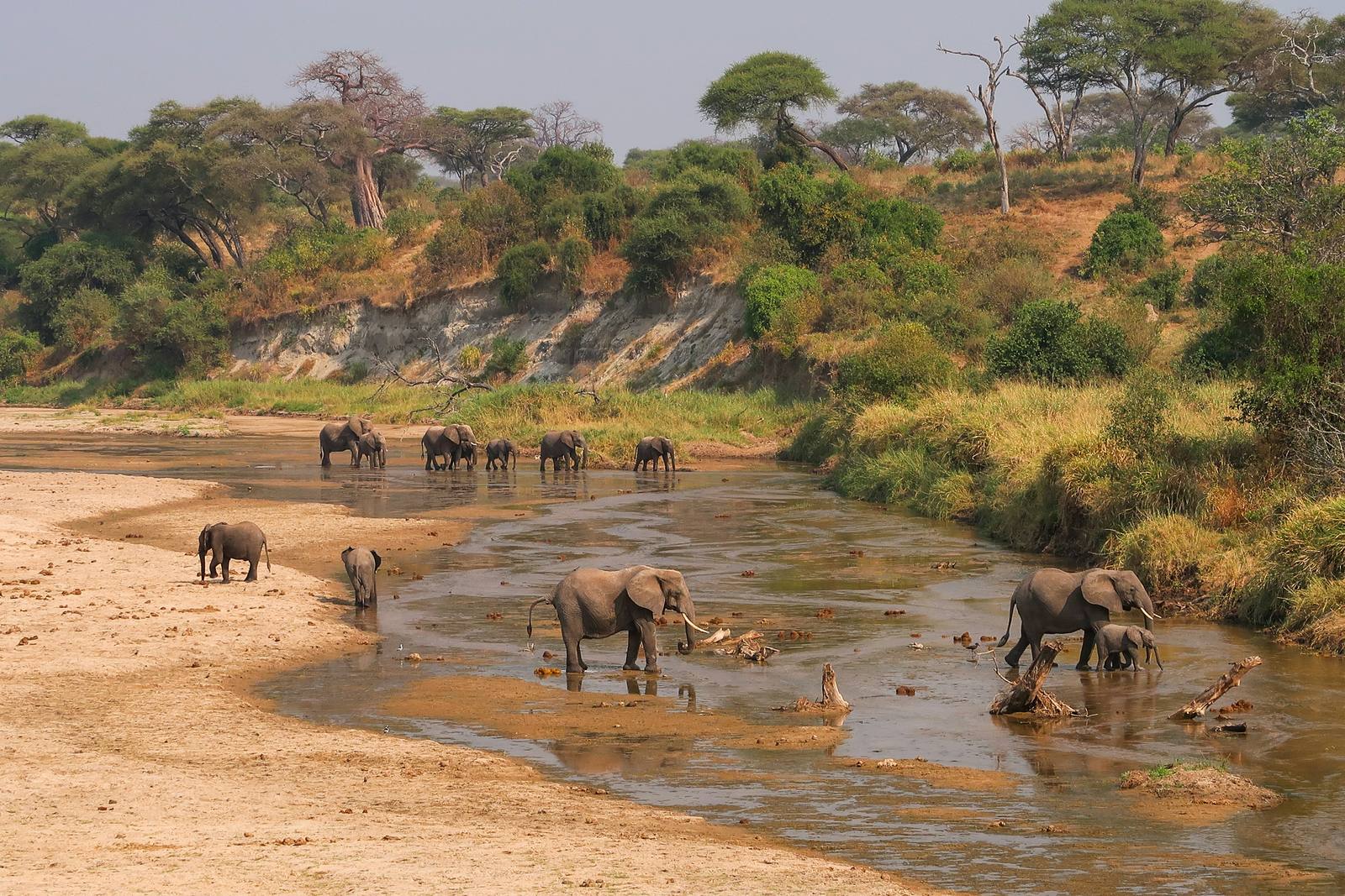 Elephants in Tarangire National Park
