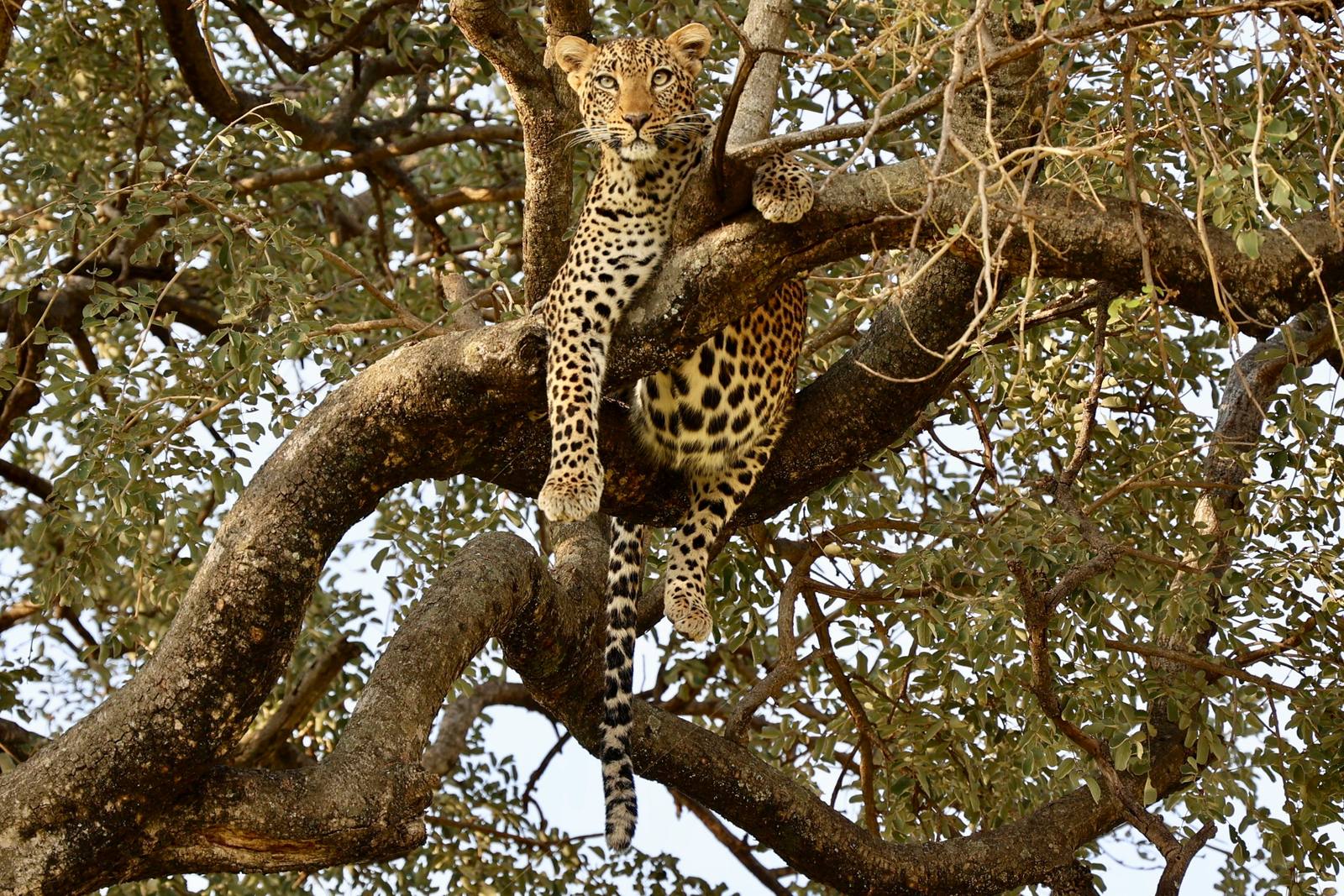 Honeymoon Serengeti Tanzania Migration Safari — photo 1