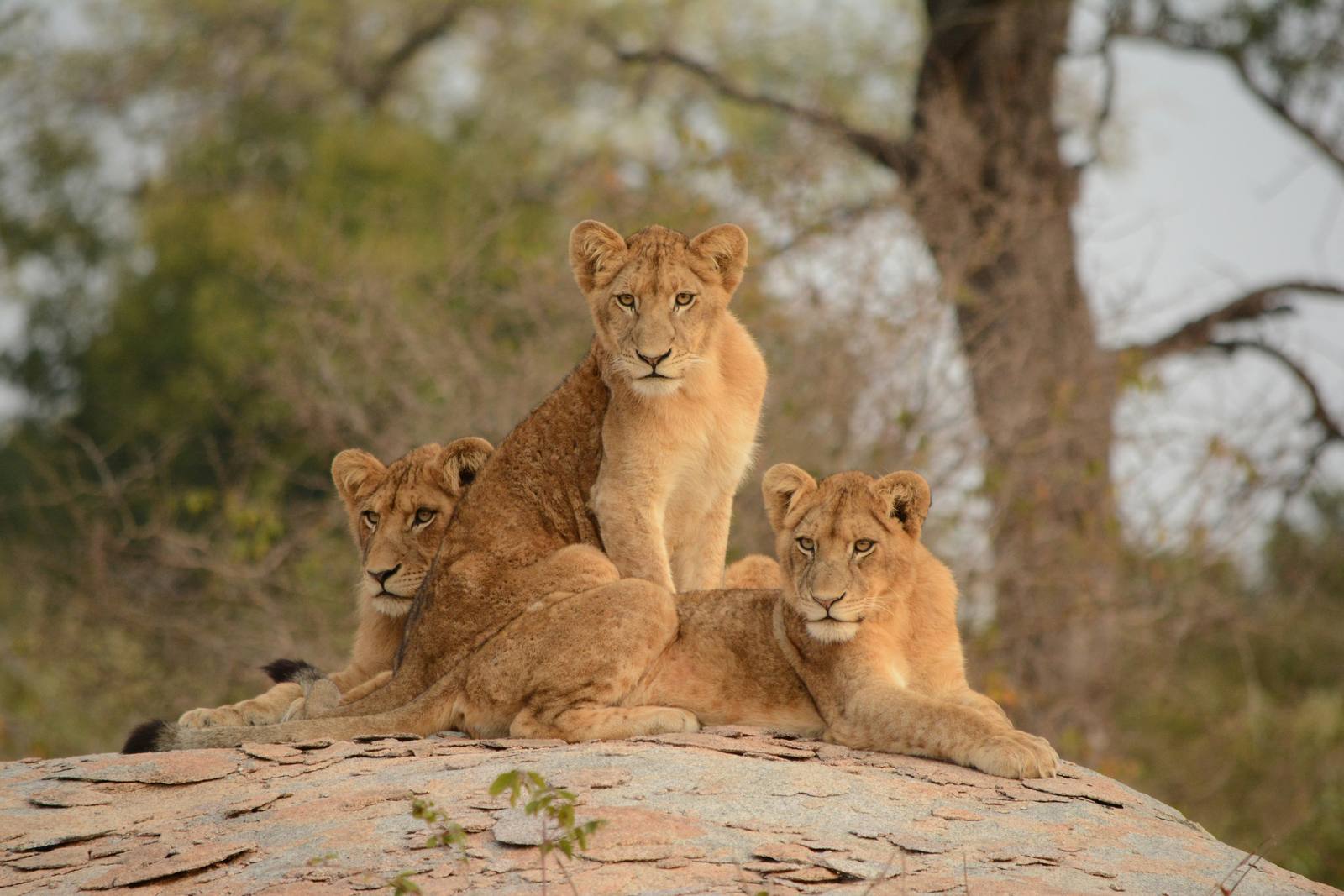 South Africa Discovery — Cape Town, Johannesburg, Kruger, Garden Route