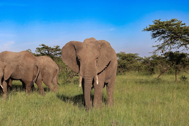 Safari vehicle on the plains of Kenya