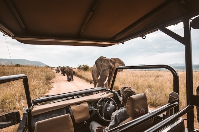 Game Drives, Maasai Mara National Reserve