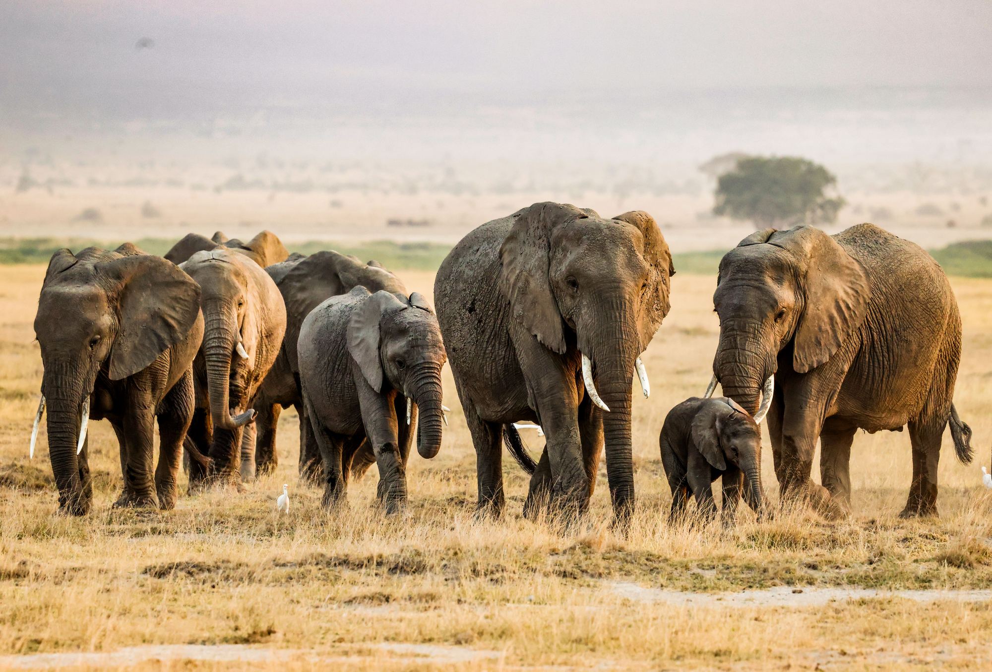 Amboseli National Park