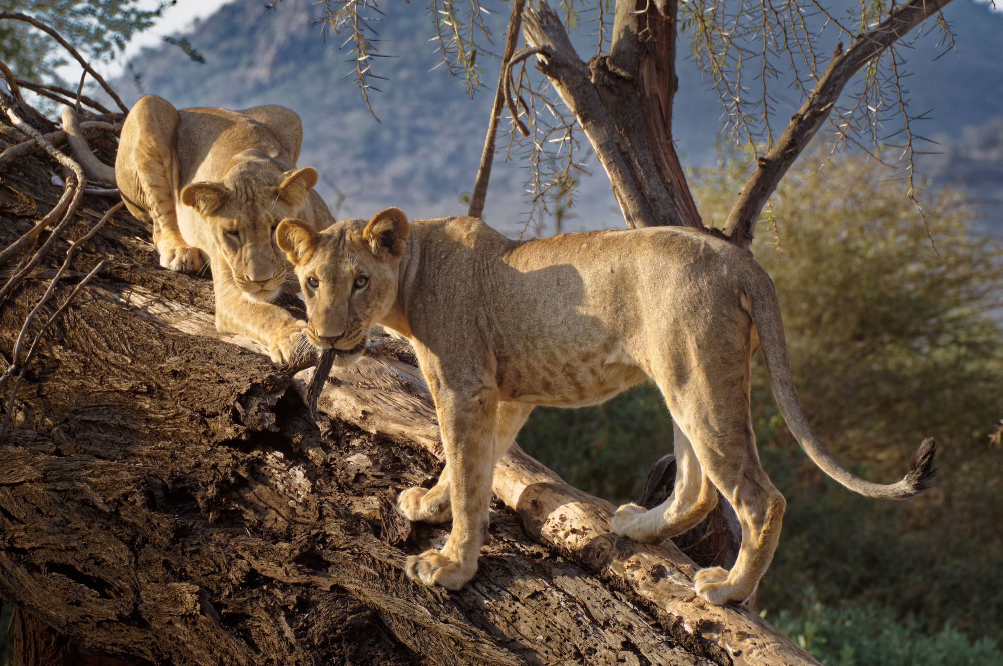 Samburu National Reserve